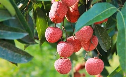 Cây vải cho ta những vị thuốc quý.