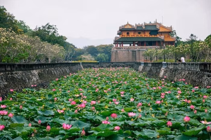 Sen nở bên Kinh thành