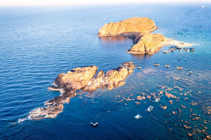 rong mo quy nhon anh 5