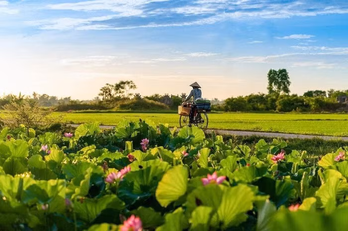 Hoa sen - quốc hoa tuyệt đẹp của đất nước Việt Nam