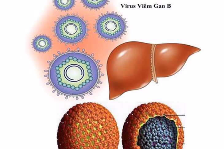 Hình ảnh virus viêm gan B.