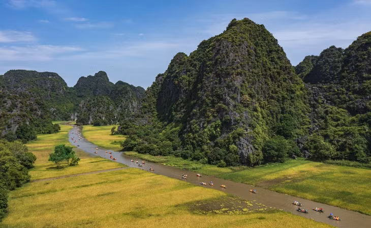 Tam Cốc mùa lúa chín ảnh 2