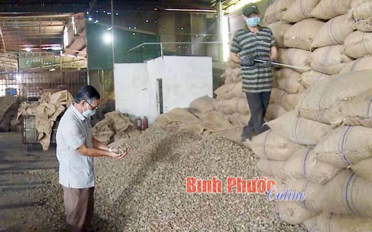 Cứ mỗi kilôgam hạt điều sau khi bóc tách nhân thì lượng vỏ chiếm khoảng 60-70%. Đây là nguồn nguyên liệu cho việc ép dầu điều sử dụng trong công nghiệp và xuất khẩu - Ảnh: Trương Hiện