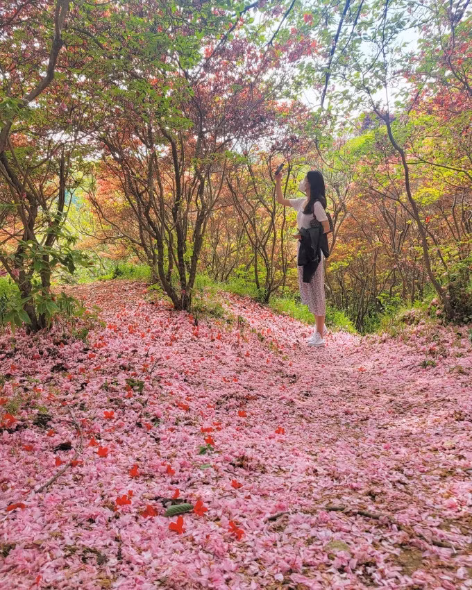 Tuần cuối tháng 5, hoa rụng dần tạo thành 'tấm thảm'. Jeonju cách thủ đô Seoul khoảng 2h20 phút đi tàu nhanh (KTX). Du khách có thể đi trong ngày hoặc nghỉ một đêm tại thành phố, nơi được nhiều người ví là 'thành phố sống chậm' của Hàn Quốc. Hiện Jeonjun vẫn lưu giữ hàng trăm ngôi làng hanok (nhà cổ Hàn Quốc) được xây từ cách đây hơn 500 năm, thích hợp dành cho người yêu văn hóa, kiến trúc Hàn Quốc. Ảnh: Instagram flower.jr
