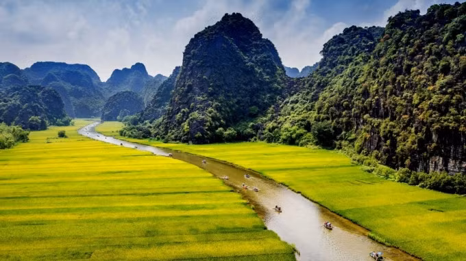 Vẻ đẹp đồng lúa chín vàng ở Tam Cốc. Ảnh: Vietrek Travel