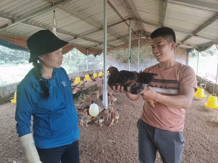 Anh Lưu Văn Bình hướng dẫn chị Phan Thị Kim chăm sóc gà.