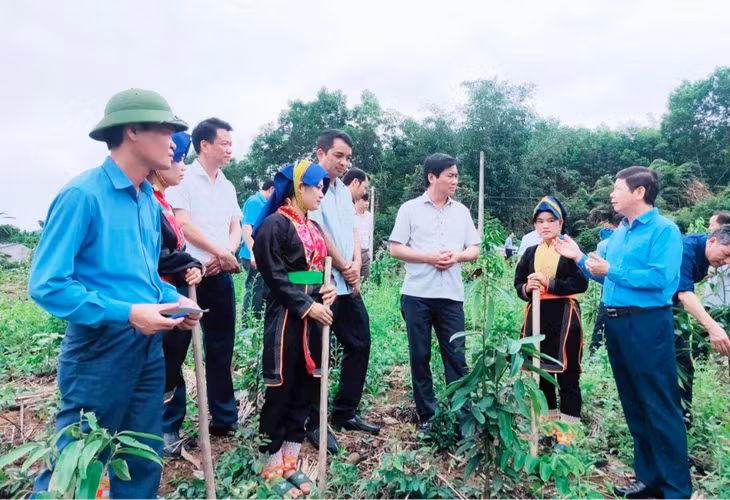 Chủ tịch UBND tỉnh Nguyễn Tường Văn, chỉ đạo, kiểm tra công tác trồng rừng gỗ lớn trên địa bàn huyện Ba Chẽ.