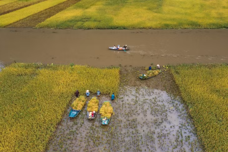 Tam Cốc mùa lúa chín ảnh 8