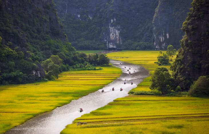 Tam Cốc mùa lúa chín ảnh 3