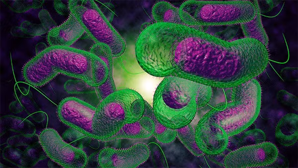 Hình ảnh vi khuẩn Vibrio dưới kính hiển vi.
