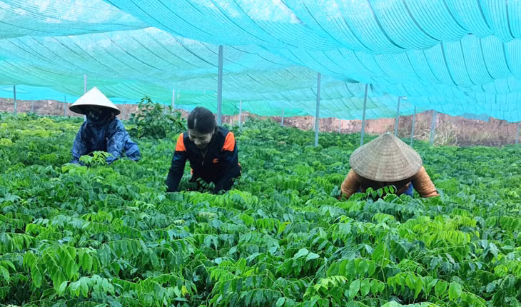 Vườn giống cây lâm nghiệp của Công ty TNHH MTV lâm nghiệp Tiên Yên với số lượng lớn cây giống lim, giổi, lát đáp ứng nhu cầu trồng rừng. Ảnh: Việt Hoa