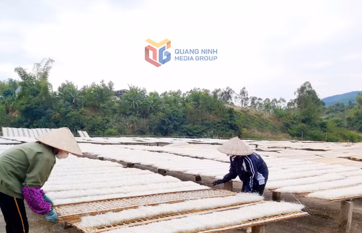 Bà con xã Húc Động tất bật phơi miến khi vào vụ sản xuất. Ảnh: Hà Phong