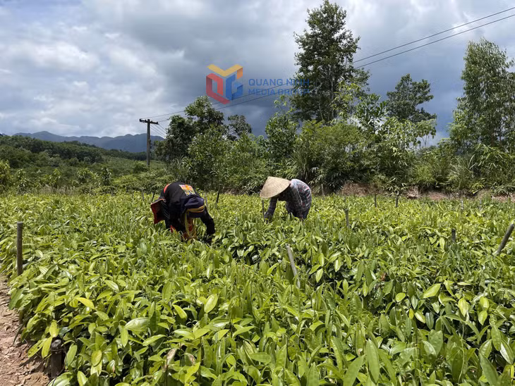 Đồng bào Dao xã Kỳ Thượng phát triển mô hình vườn ươm lâm nghiệp nâng cao thu nhập.