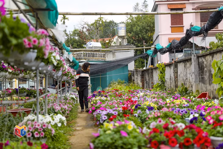 Ngay từ những ngày đầu tháng Chạp, làng hoa đã thu hút du khách đến tham quan và mua sắm hoa, cây cảnh.