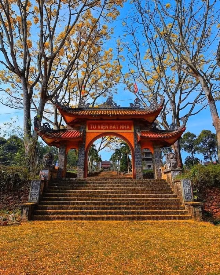 Tu viện Bát Nhã là một trong những nơi ngắm phượng vàng vô cùng đẹp mắt. (Ảnh: s_ta_r)