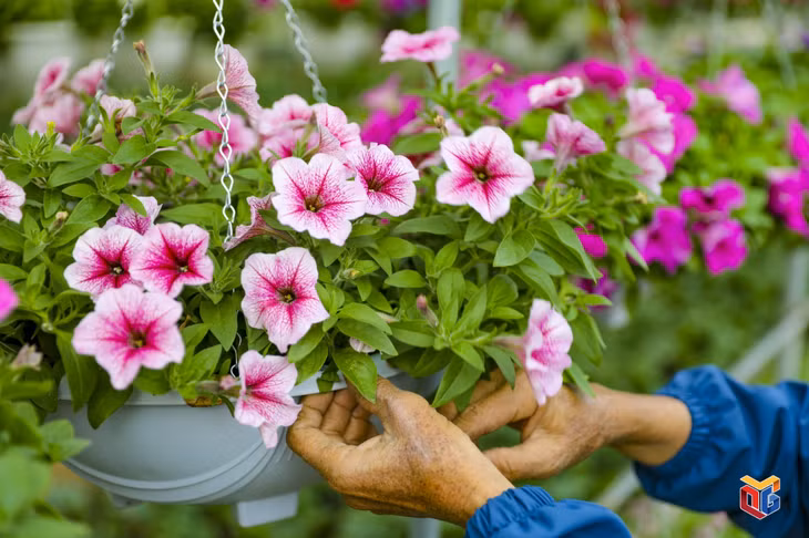 Hoa được chăm sóc, tưới nước thường xuyên để giữ được độ tươi mới, màu sắc bắt mắt nhất.