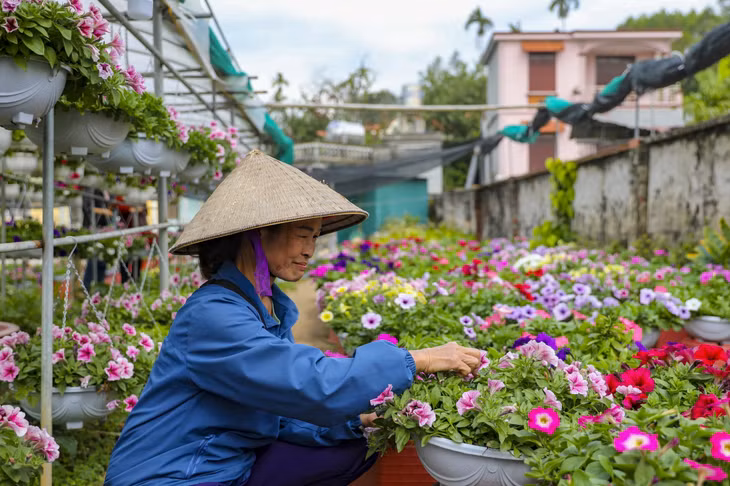 Vườn hoa đầy màu sắc của chị Vũ Thị Tuyến, thôn Đồng Chè, thị trấn Trới sẵn sàng cho dịp mua sắm cuối năm.
