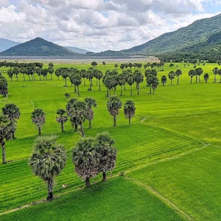 Xen lẫn giữa các thửa ruộng là hàng cây thốt nốt biểu tượng của An Giang. (Ảnh: vietnam_travel_media)