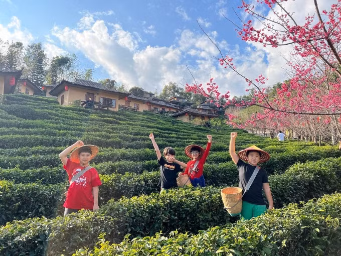 Một trong những điểm ngắm hoa đẹp nhất là resort Lee Wine Ruk Thai tọa lạc trên một đồi chè trong làng Ban Rak Thai (hay còn được gọi là Mae Aw). Đây là nơi nhiều người Vân Nam (Trung Quốc) di cư sang nên kiến trúc nhà cửa, resort mang hơi hướng Trung Hoa. Do vậy, nó còn được dân du lịch ví là 'Phượng Hoàng cổ trấn' xứ chùa vàng. Du khách có thể trải nghiệm hái chè dưới tán hoa anh đào ở resort. Ảnh: Instagram okadatang