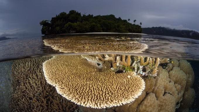 San hô chết trắng ở vùng Raja Ampat, Indonesia (Ảnh: Getty).