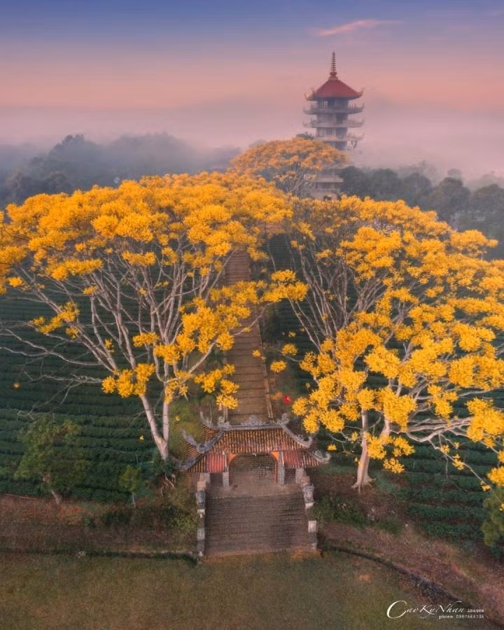 Mùa hoa phượng vàng là một trong những cảnh sắc độc đáo ở Lâm Đồng. (Ảnh: caokynhanimages)
