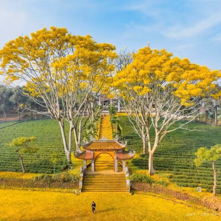 Cây phượng vàng ở tu viện Bát Nhã có tên khoa học là schizolobium excelcium, thuộc họ đậu, thường nở hoa vào mùa xuân. (Ảnh: ngotranhaian)