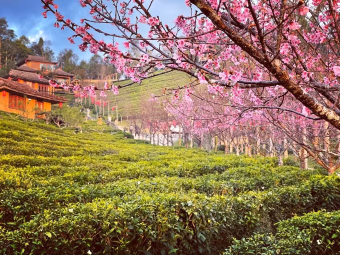 Tuần thứ ba của tháng 12, hoa anh đào đã nở rộ ở Mae Hong Son, tỉnh cực Tây Thái Lan, giáp biên giới Myanmar. Hiện là mùa du lịch cao điểm ở đây, thu hút đông du khách. Thời trước dịch, đôi khi bạn phải đặt phòng trước cả tháng mới có chỗ nghỉ tại những resort 'hot' để ngắm hoa đào. Ảnh: Leewinerukthai