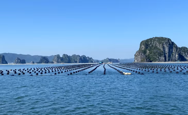 Đến hết tháng 11/2022 đã có trên 912.000 quả phao nhựa hợp quy chuẩn kỹ thuật địa phương được người dân huyện Vân Đồn sử dụng.