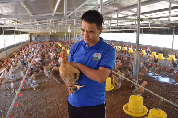 Anh Nguyễn Văn Tuyền, xã Quảng Tân, huyện Đầm Hà, là một trong những hộ nông dân kinh doanh giỏi của huyện với mức thu nhập hàng tỷ đồng/năm.