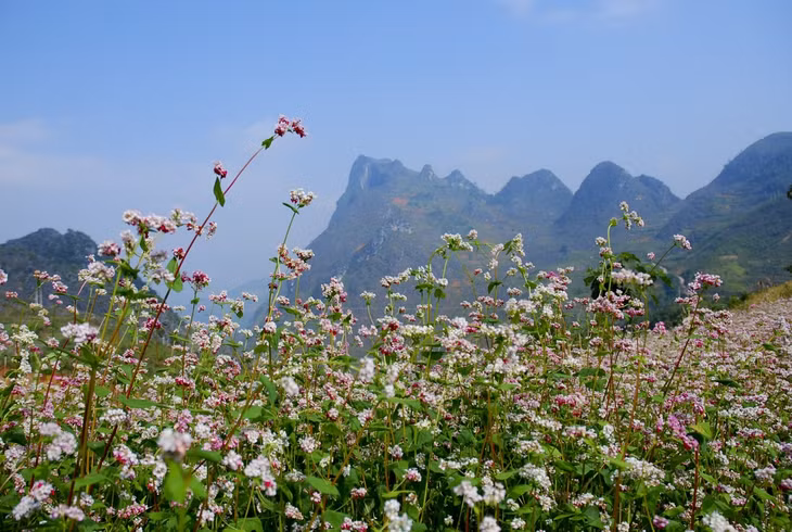 Tam giác mạch Hà Giang - màu hoa gây 'thương nhớ' ảnh 6