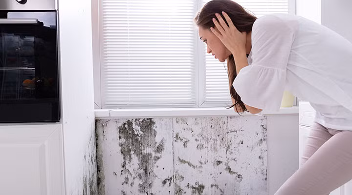 Nấm mốc được hiểu là một dạng của nấm với nhiều loại khác nhau cả trong nhà và ngoài trời (Ảnh: Internet)