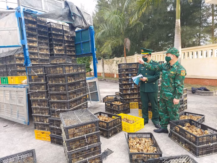 Cán bộ Đồn Biên phòng Quảng Đức kiểm đếm số lượng gà giống.