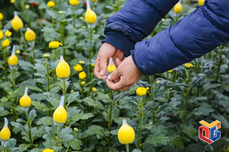 Cúc là một trong những loại hoa được người dân ở Đồng Chè trồng nhiều.