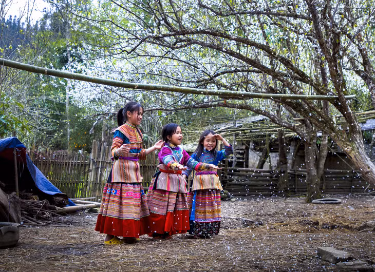 Mùa mận trắng Bắc Hà (Lào Cai).