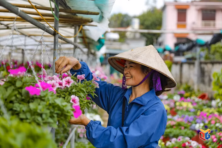 Sau 2 năm thị trường bị ảnh hưởng bởi dịch bệnh Covid-19, người trồng hoa Đồng Chè càng mong muốn sản phẩm của mình đến được với đông đảo khách hàng dịp Tết Nguyên đán Quý Mão 2023.