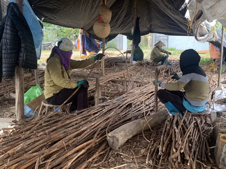 Sơ chế cây mây tại HTX Hưng Thành (xã Đông Hải).