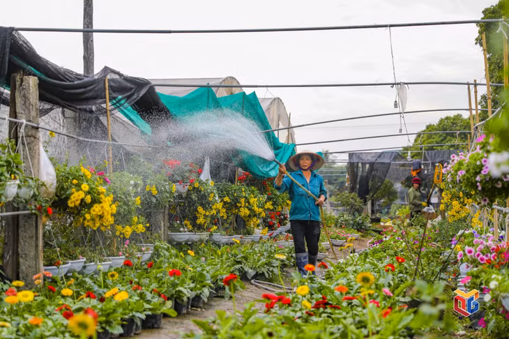 Vào mùa hoa Tết, khắp làng hoa Đồng Chè là không khí lao động tất bật, khẩn trương chăm sóc cho các loại hoa có chất lượng tốt nhất, kịp cung cấp cho thị trường.