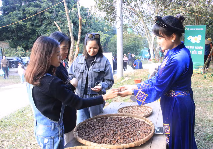 Du khách tìm hiểu về cây sở, cách ép dầu sở.
