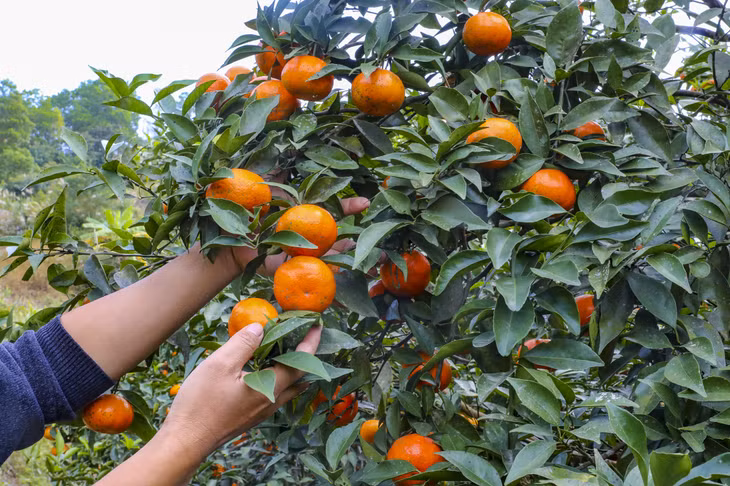 Những trái cam chín vàng, căng mọng là đặc sản của vùng đất Vạn Yên (huyện Vân Đồn).