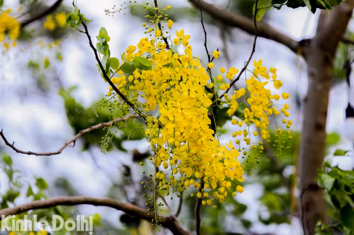 Cây muồng còn có tên Osaka hay Osaka hoa vàng, phát triển tốt ở nơi có nhiều nắng và thoát nước tốt. Cây thường cao tới 10 - 20 m, lớn nhanh, đường kính thân cây khoảng 40 cm.