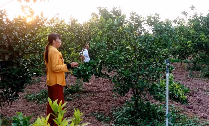Mô hình vườn mẫu trồng cam, bưởi Diễn của hộ ông Phan Đình Vượng (thôn Hội Phố, xã Đông Hải).