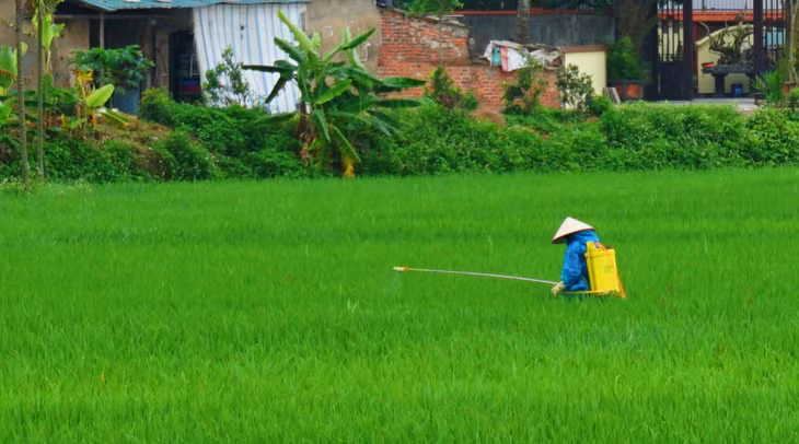 Nông dân xã Bình Dương chăm sóc diện tích lúa đông xuân 2021. Ảnh: Thanh Tùng.
