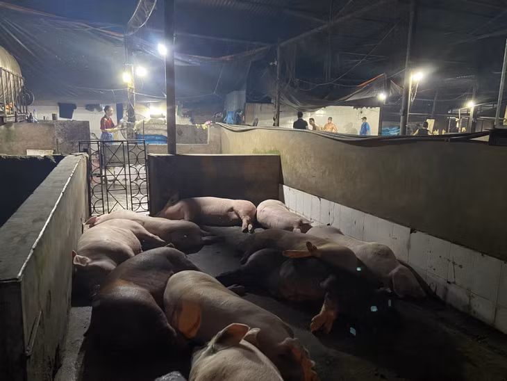 Khu vực nuôi nhốt lợn nằm ngay sát khu vực giết mổ.