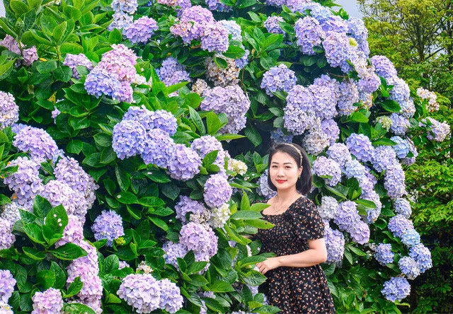 Nhiều du khách rất bất ngờ khi nhìn thấy hoa cẩm tú cầu ngay tại đỉnh Mẫu Sơn. Mẫu Sơn là đỉnh núi có độ cao khoảng 1600m so với mặt nước biển. Lên đỉnh Mẫu Sơn đúng mùa bạn sẽ được gặp loài hoa cẩm tú cầu với đủ màu sắc trong thời tiết se se lạnh khiến bạn cảm thấy thực sự bất ngờ và thú vị.
