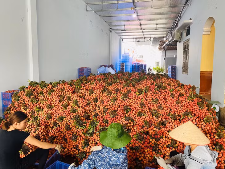Vụ vải thiều 2021 sẽ xuất khẩu từ 800-1.000 tấn vải thiều sang Nhật Bản. Ảnh: VGP/Đỗ Hương Vụ vải thiều 2021 sẽ xuất khẩu từ 800-1.000 tấn vải thiều sang Nhật Bản. Ảnh: VGP/Đỗ Hương
