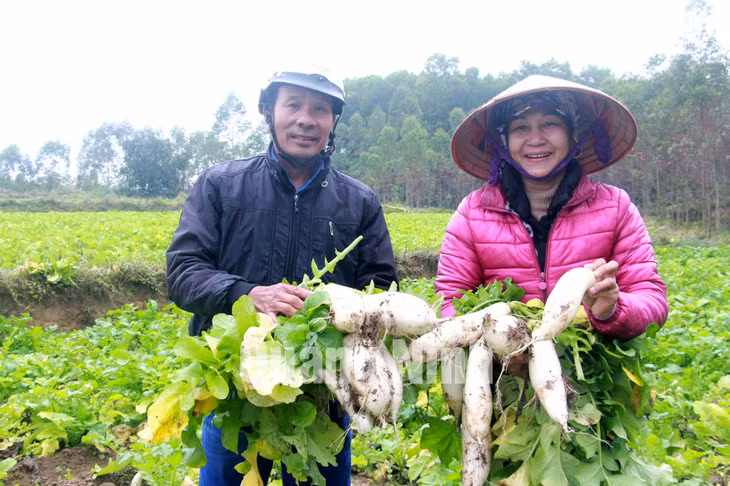 Nông dân huyện Đầm Hà thu hoạch củ cải tươi (12-2020). Ảnh: Mạnh Trường