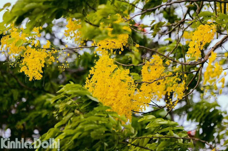 Hoa nở thành chùm lớn, cánh hoa hình bầu dục, phủ một màu vàng óng mượt .