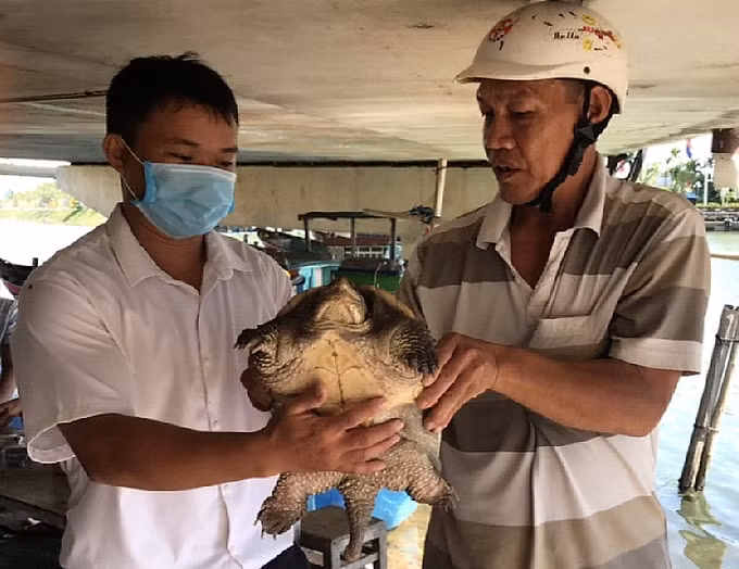 Ông Lê Tám (phải) bàn giao rùa cá sấu cho Chi cục Thủy sản Bình Định. Ảnh: Ái Trinh