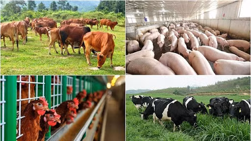 Doanh nghiệp đầu tư cơ sở chăn nuôi được hỗ trợ tới 10 tỷ đồng/dự án - Ảnh minh họa Doanh nghiệp đầu tư cơ sở chăn nuôi được hỗ trợ tới 10 tỷ đồng/dự án - Ảnh minh họa