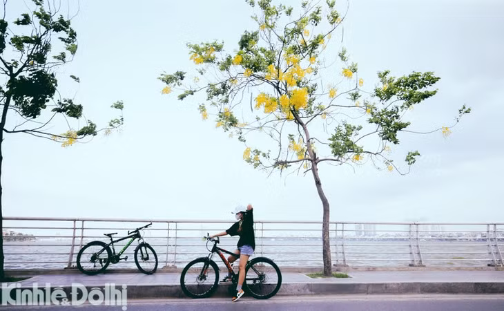 Hà Nội: Muồng hoàng yến phủ sắc vàng tươi quanh hồ Tây ảnh 10